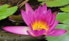 盆栽睡蓮怎么種 盆栽睡蓮怎么養(yǎng)？