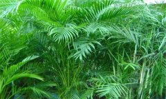 散尾葵和鳳尾竹的區(qū)別 盆栽散尾葵怎么養(yǎng)？