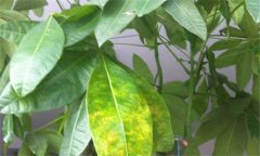 發(fā)財樹葉子發(fā)黃怎么處理，怎么補救