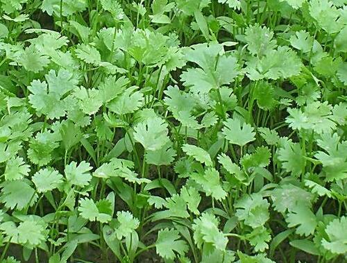 芫荽種植時(shí)間