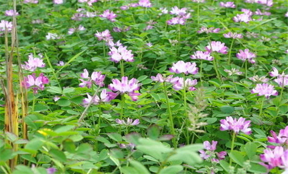 紫云英生物學特性