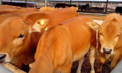 養(yǎng)牛的利潤與成本如何？