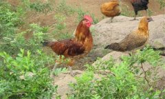 種雞養(yǎng)殖技術(shù)與管理的關(guān)鍵在哪里，共四點