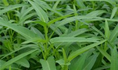 蕹菜是什么菜，有何特征？