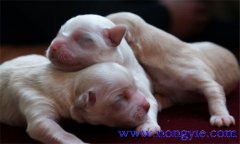 仔狗是什么意思，仔狗喂養(yǎng)注意什么？