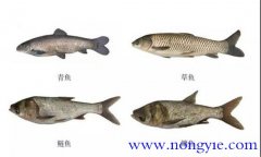 四大家魚是哪四種 四大家魚的來(lái)歷