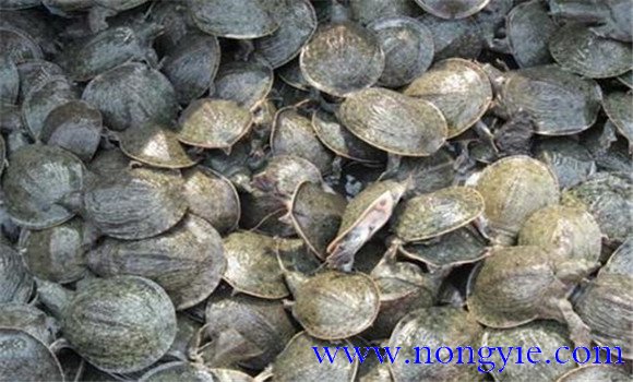 池塘養(yǎng)鱉技術(shù)要點(diǎn)，養(yǎng)鱉需要注意什么