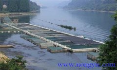 魚類氨氮中毒、藥害及泛塘的差別及解救方法