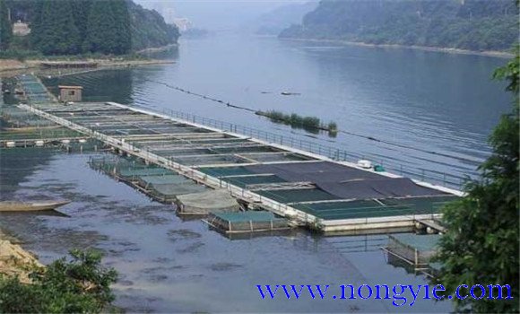 魚類氨氮中毒、藥害及泛塘的差別及解救方法