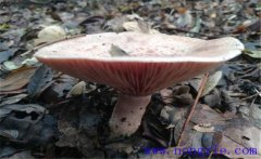 什么是雁鵝菌?雁鵝菌的人工培育與栽培技術