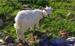 羊不吃食是什么原因?qū)е碌?，如何解決？