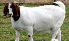 羊胃腸炎的癥狀有哪些，如何防治，用什么藥?