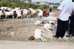 羊中毒一般是什么癥狀，如何快速解毒