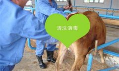 牛胎衣不下怎么辦，教你牛胎衣不下的簡易療法