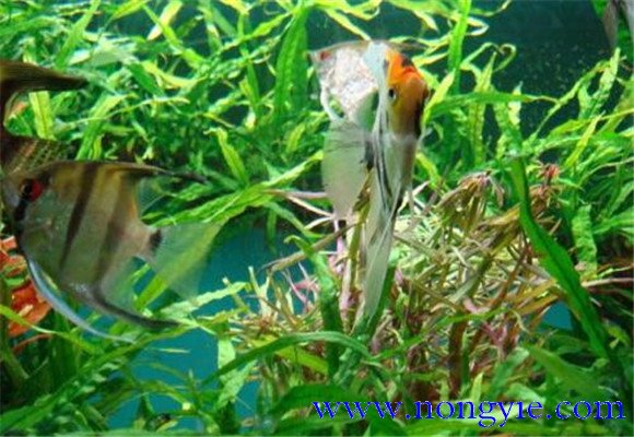 神仙魚吃什么飼料，怎么喂食