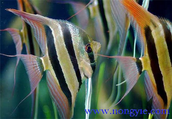 神仙魚能長(zhǎng)多大，神仙魚怎么飼養(yǎng)