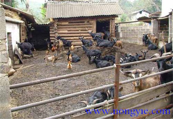 發(fā)展養(yǎng)羊生產(chǎn)成本低、飼料轉(zhuǎn)化快