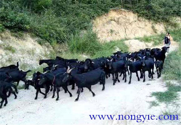 羊肉市場(chǎng)缺口大，供不應(yīng)求