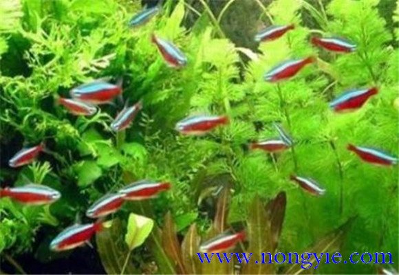 紅綠燈魚怎么養(yǎng)，紅綠燈魚的仔魚如何管理