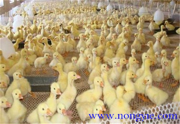 雛鵝培育時的注意事項(xiàng)