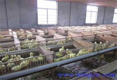 鵝場(chǎng)育雛室溫度多少合適、育雛室怎么消毒