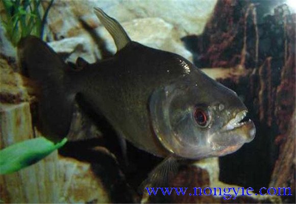 虎魚怎么養(yǎng)最好？