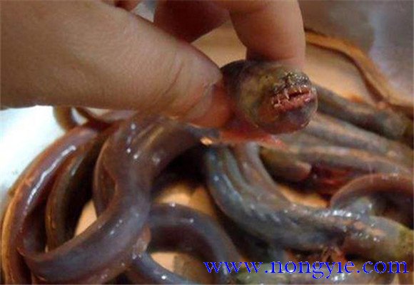 紅狼牙鰕虎魚能吃嗎？