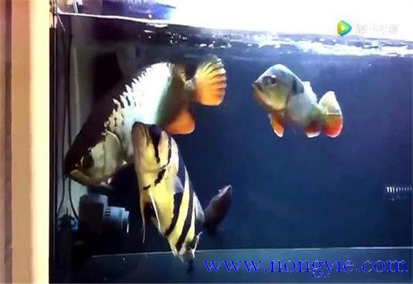 虎魚和龍魚怎么混養(yǎng)？
