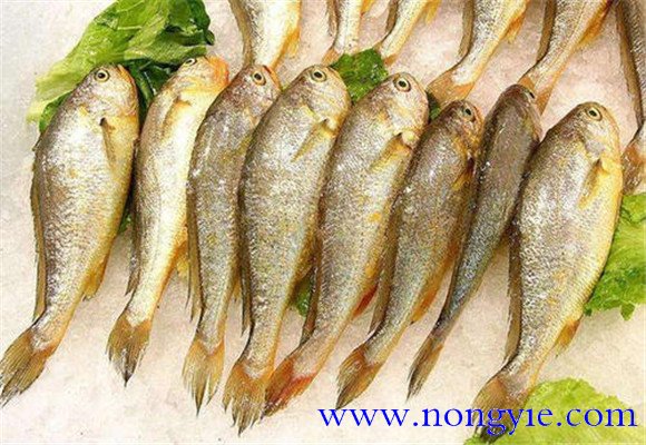 選購黃花魚要注意哪些