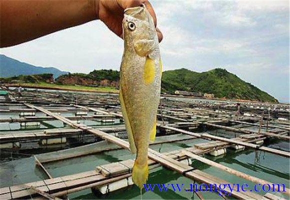 黃花魚能人工養(yǎng)殖嗎？