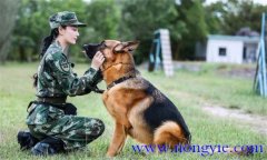 訓犬應遵循什么樣的基本原則,聽從什么忠告