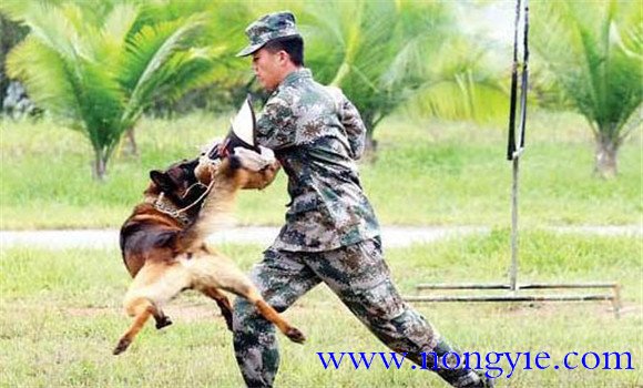 因犬制宜，區(qū)別對待的原則