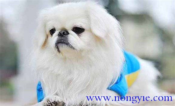 北京犬有何外貌特征和生活、性格特征