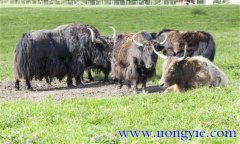 如何預(yù)防牦牛疾病，發(fā)現(xiàn)病牛應(yīng)采取什么措施