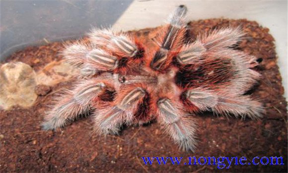 火玫瑰蜘蛛怎么養(yǎng)？