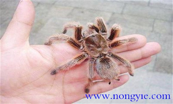 火玫瑰蜘蛛咬人嗎？