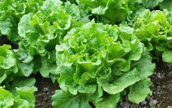 生菜種植時(shí)間是什么時(shí)候