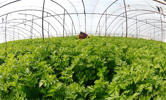 芹菜爛心打什么藥，怎樣防治