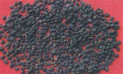 補骨脂的功效與作用及禁忌 如何購買保存補骨脂