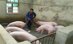 豬偽狂犬病的癥狀、危害及診斷要點(diǎn),怎么治療