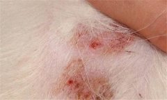 犬疥螨病怎么治療 疥螨病用什么藥?