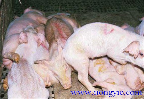 豬輪狀病毒病臨床癥狀