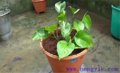 養(yǎng)殖綠蘿要注意什么 如何澆水、施肥與修剪