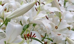 百合的功效與作用