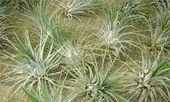 空氣鳳梨怎么養(yǎng)比較好，長得快