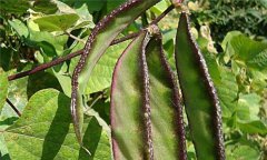 扁豆的功效與作用，有關(guān)扁豆的藥用偏方