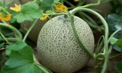 哈密瓜的產(chǎn)地是在哪里，是哪里的特產(chǎn)?