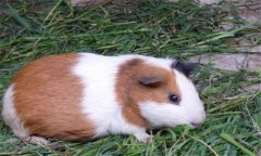 豚鼠有哪些種類，其特性如何？