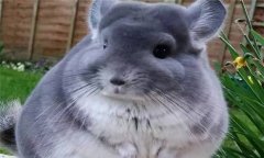 怎樣判斷毛絲鼠母鼠是否懷孕？