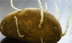 馬鈴薯發(fā)芽可以吃嗎？馬鈴薯發(fā)芽是什么毒素